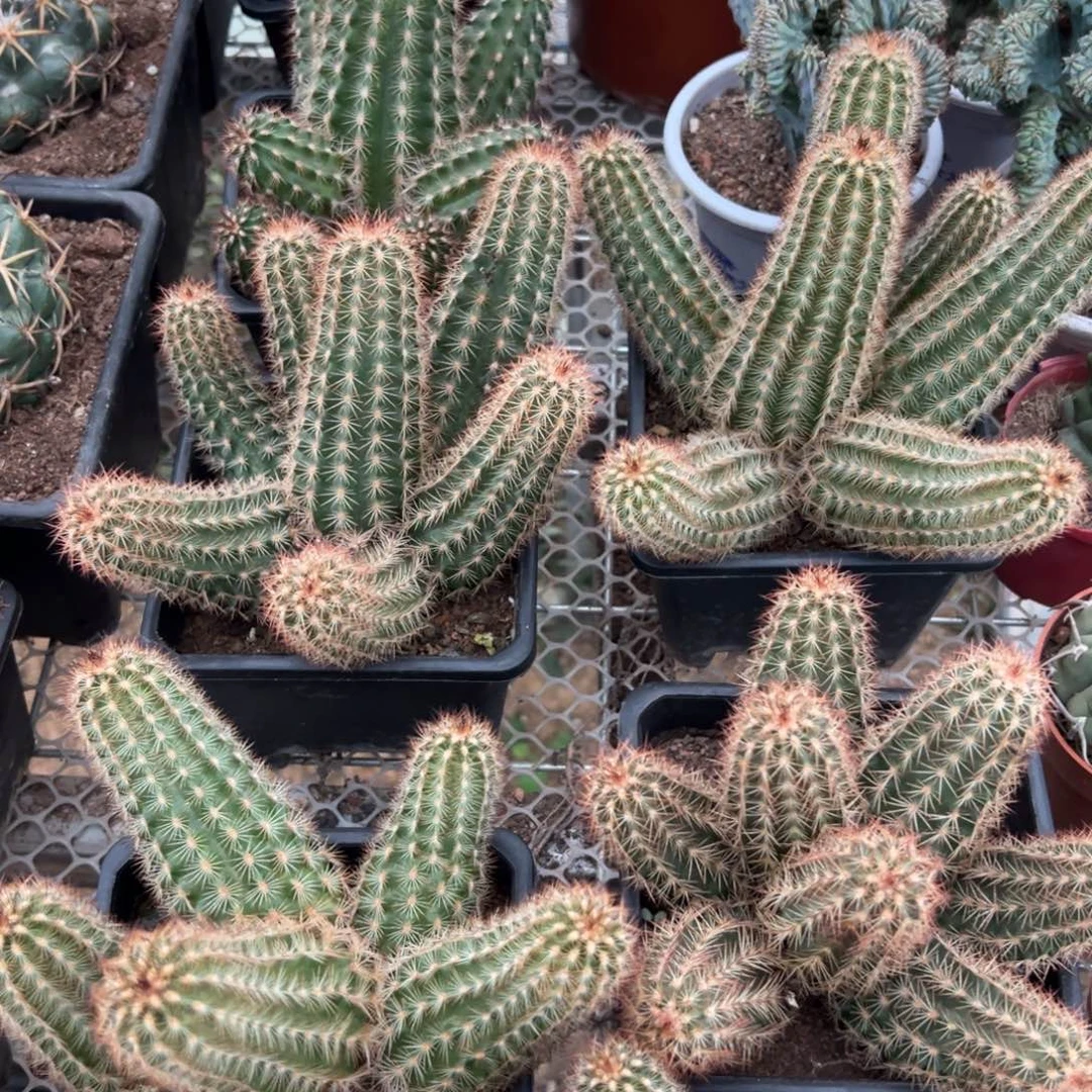 绯虾随机一颗。