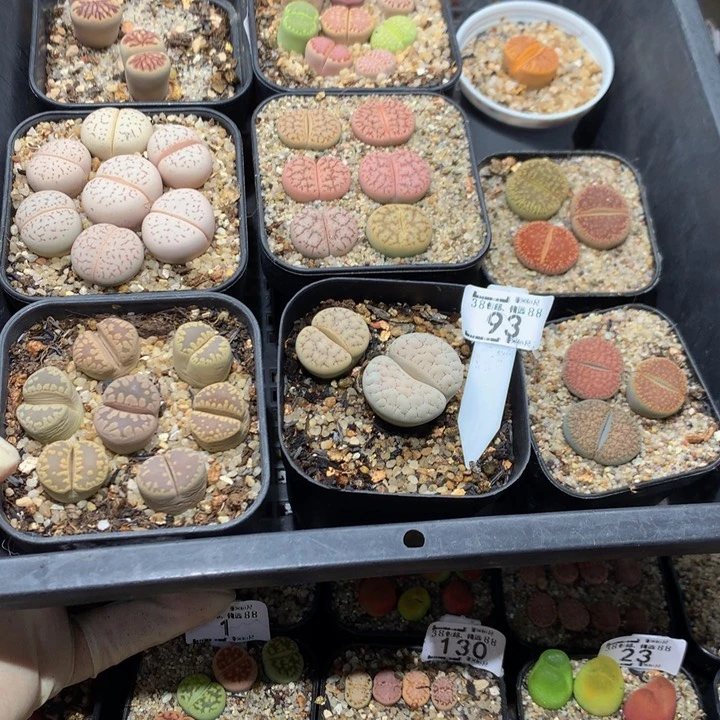 蚂***镜zzz精品生石花93