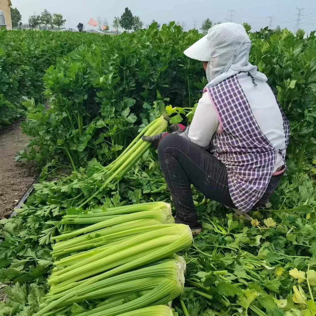 湖南湘西农户好吃空心芹菜