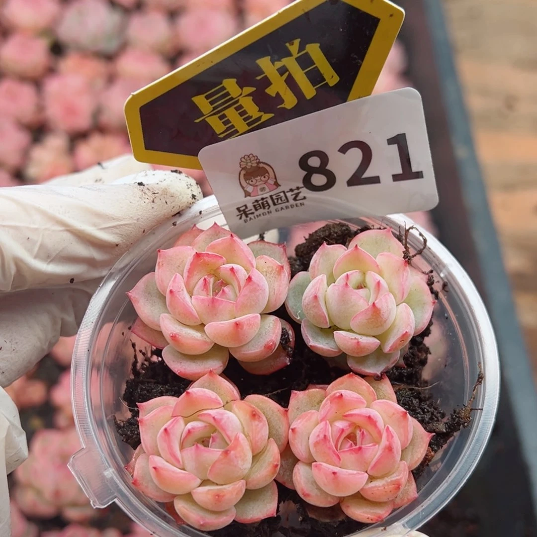 多肉植物多肉植物