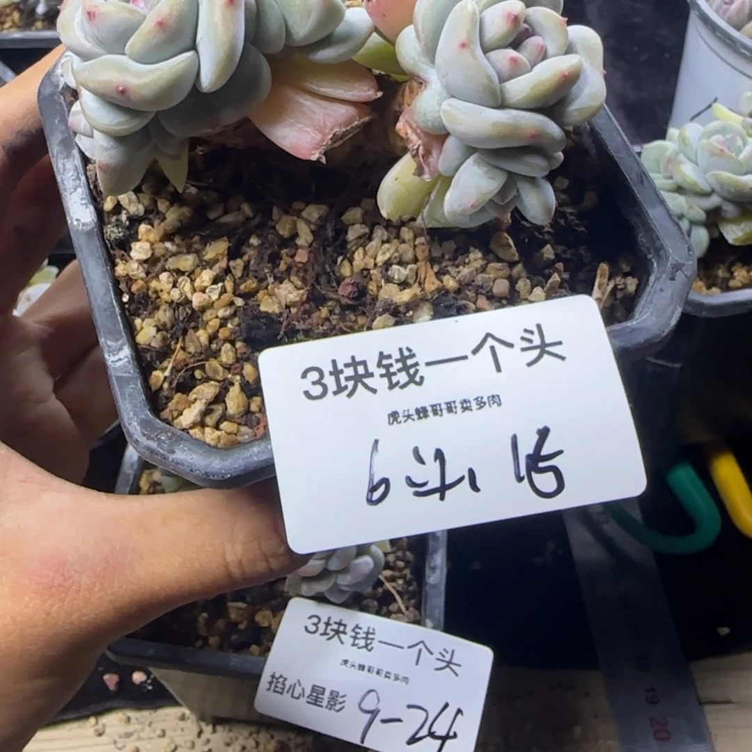 芬*哒6头掐心星影一物一拍
