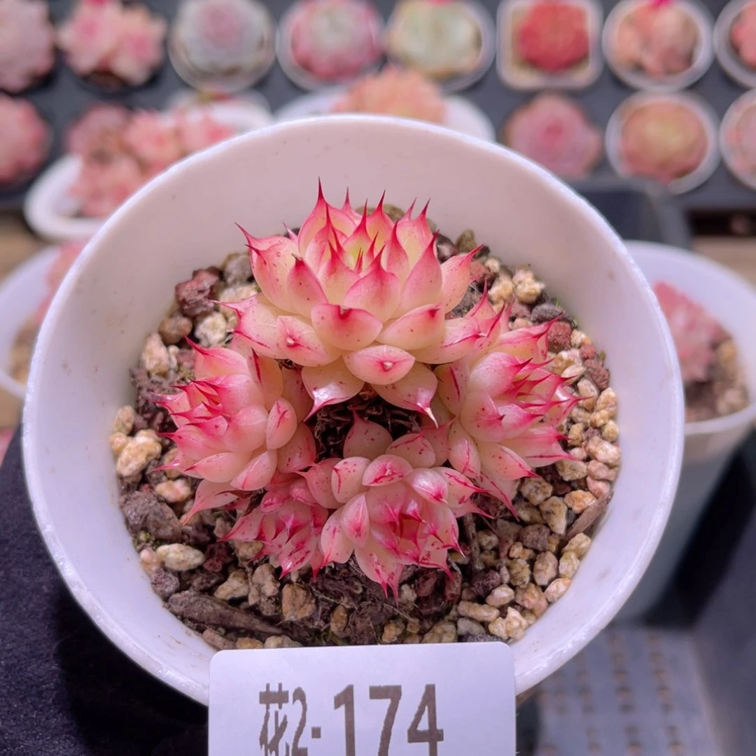 红陶花利美2-174海王群