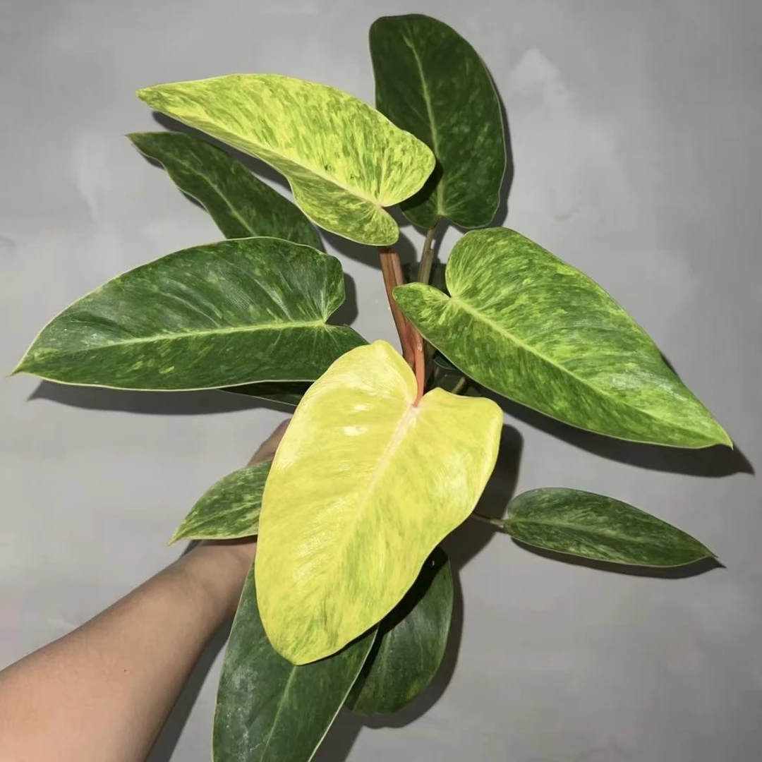 油画女郎蔓绿绒清新小众风室内观叶热植盆栽好养净化空气