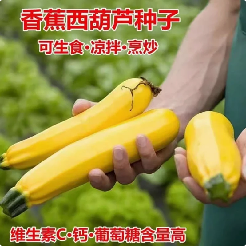 20新疆包邮【香蕉西葫芦种子】黄色金皮香蕉瓜高产生吃阳台盆栽种籽
