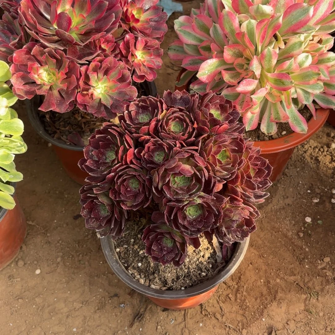 黑玫瑰绣球9.9多肉植物