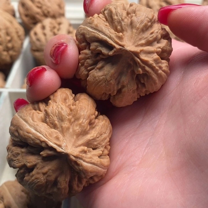 ****霸王龙全品无修一刀没动