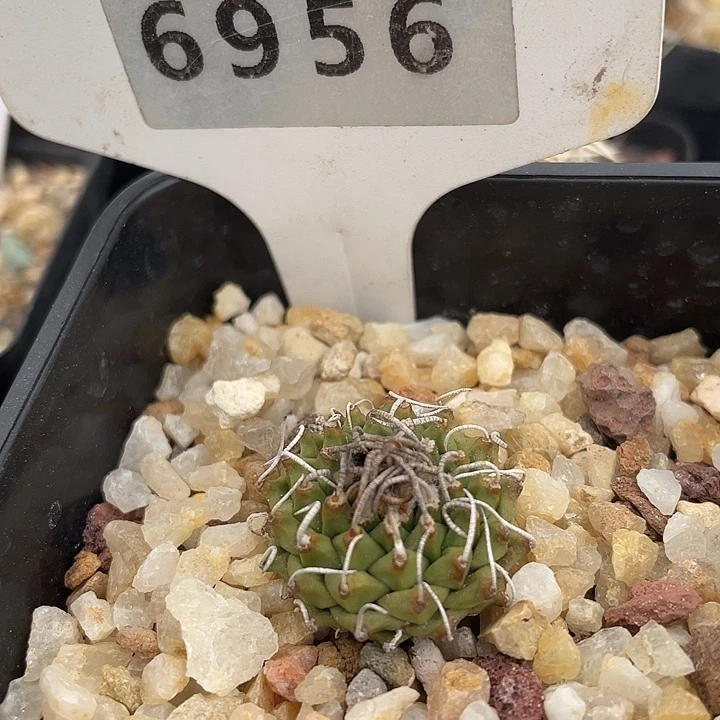 6956 安德森实生裸根发货