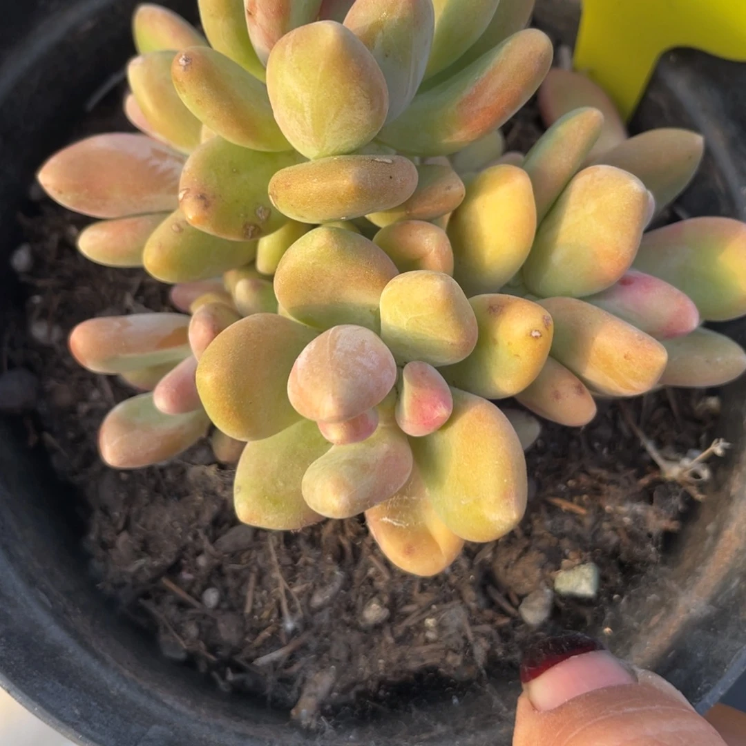 梦*萧芒果奶酪无砍801