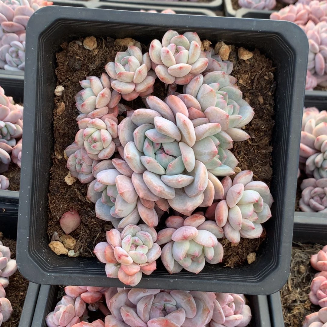 石榴籽无砍花花花花