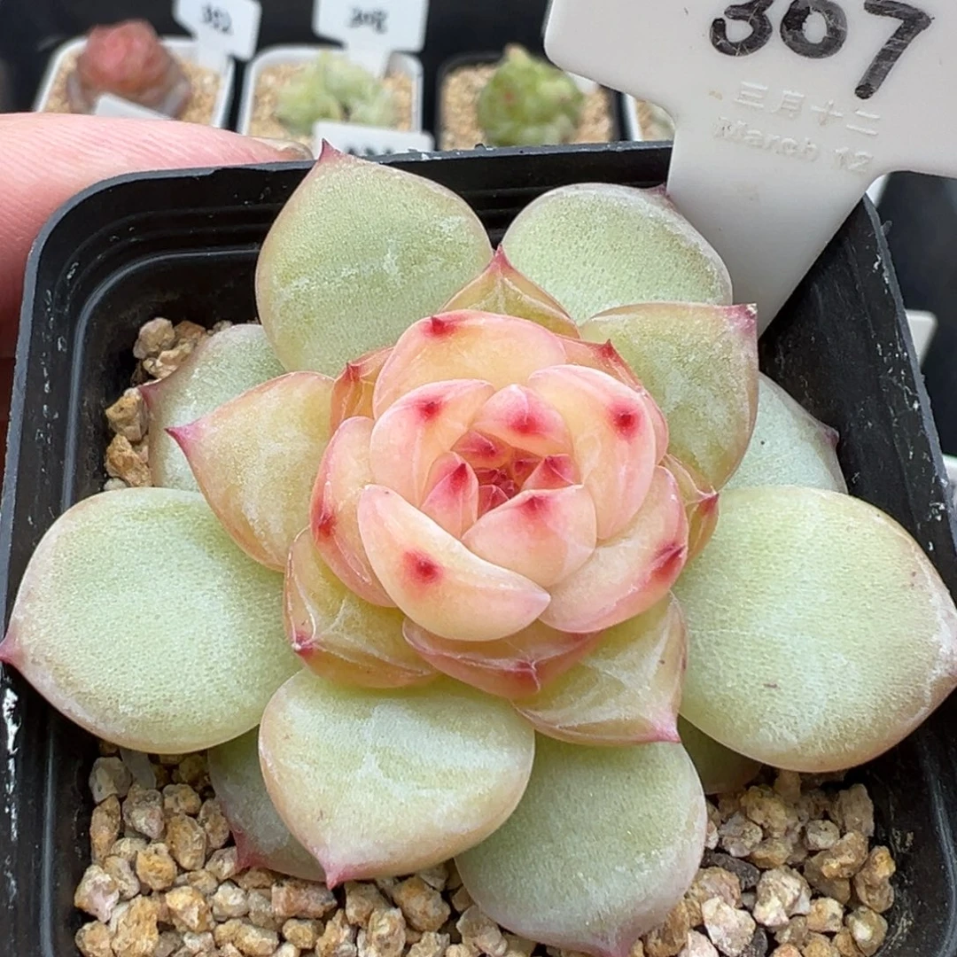 307号风花雪月系列春桃