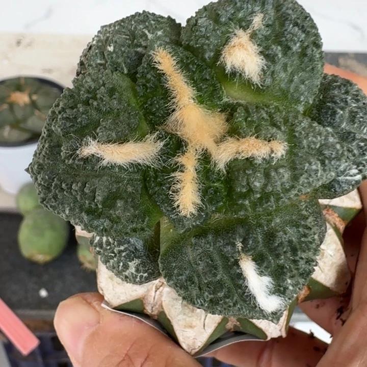 【闪购商品】无花朵俗*大尤哥斯拉002