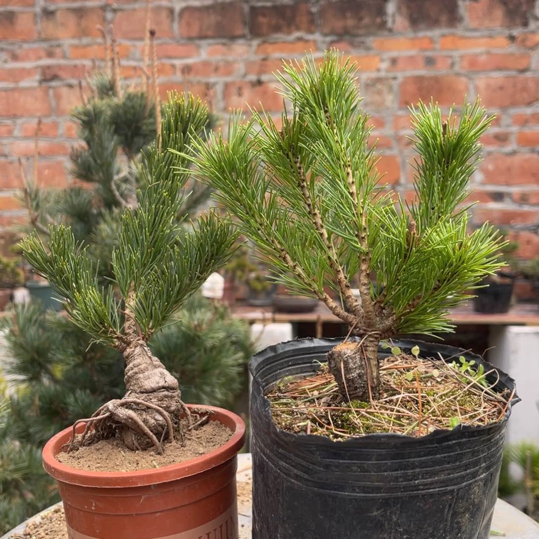 平****.两颗价格75链接