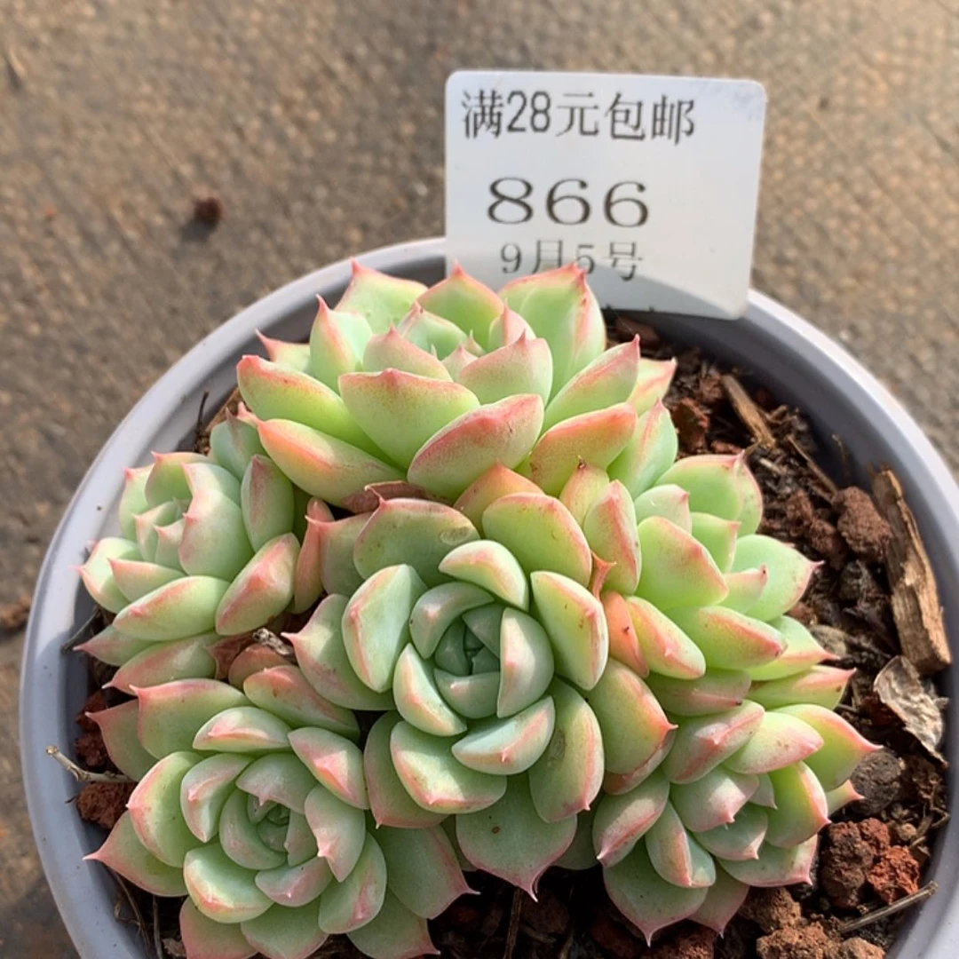 【闪购商品】云866号