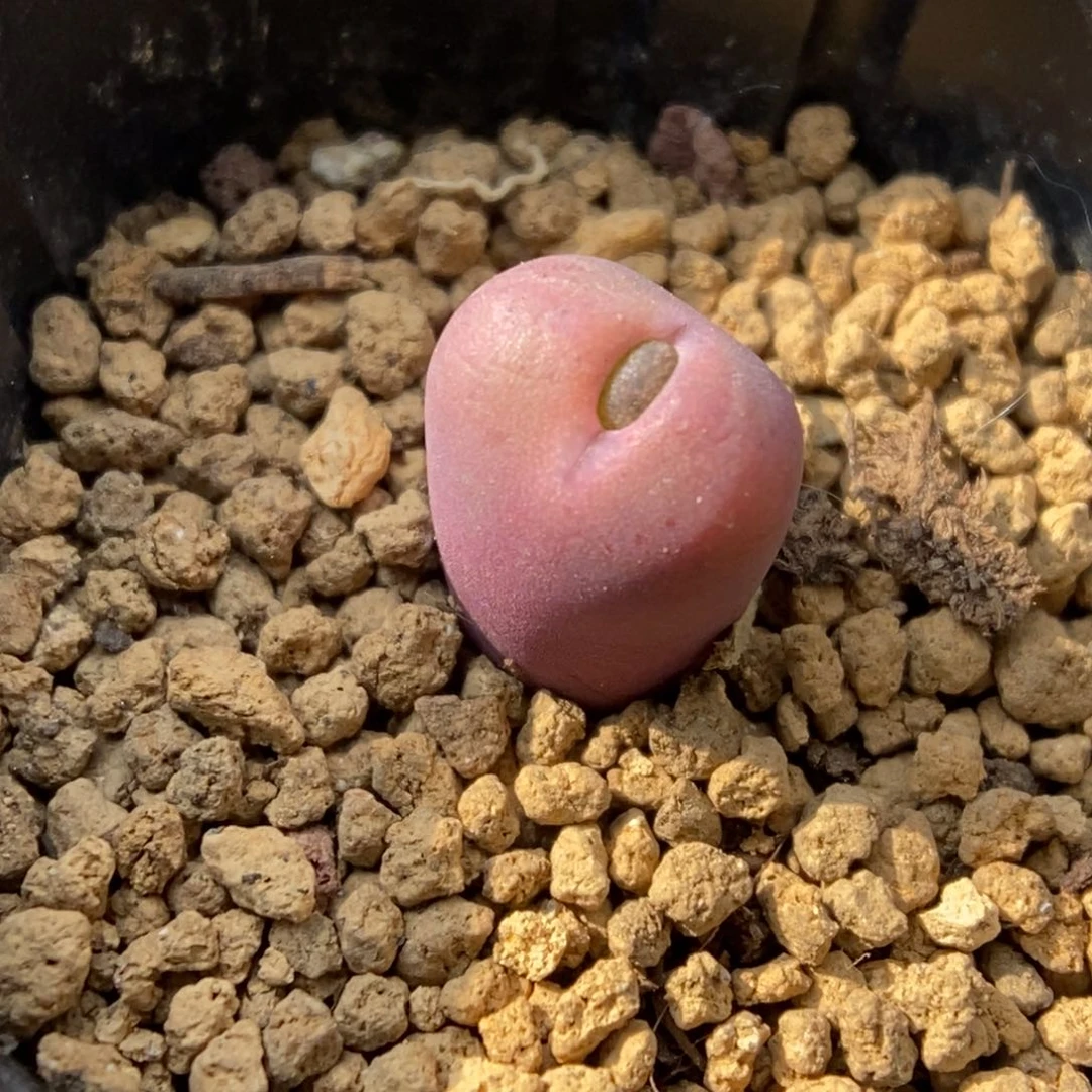 多肉植物肉锥杂交K-131