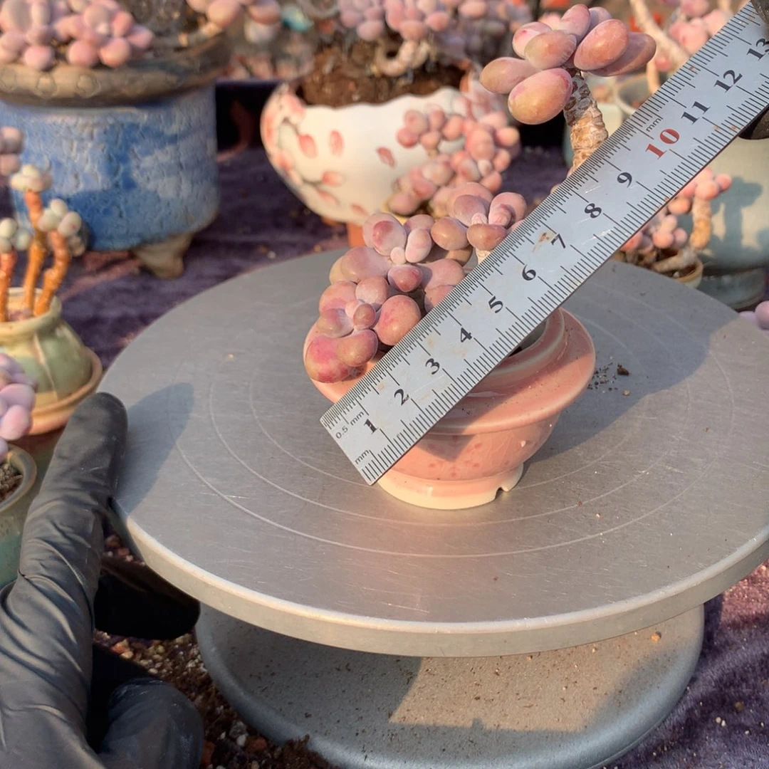 7号桃蛋带盆偏远地区不包邮的