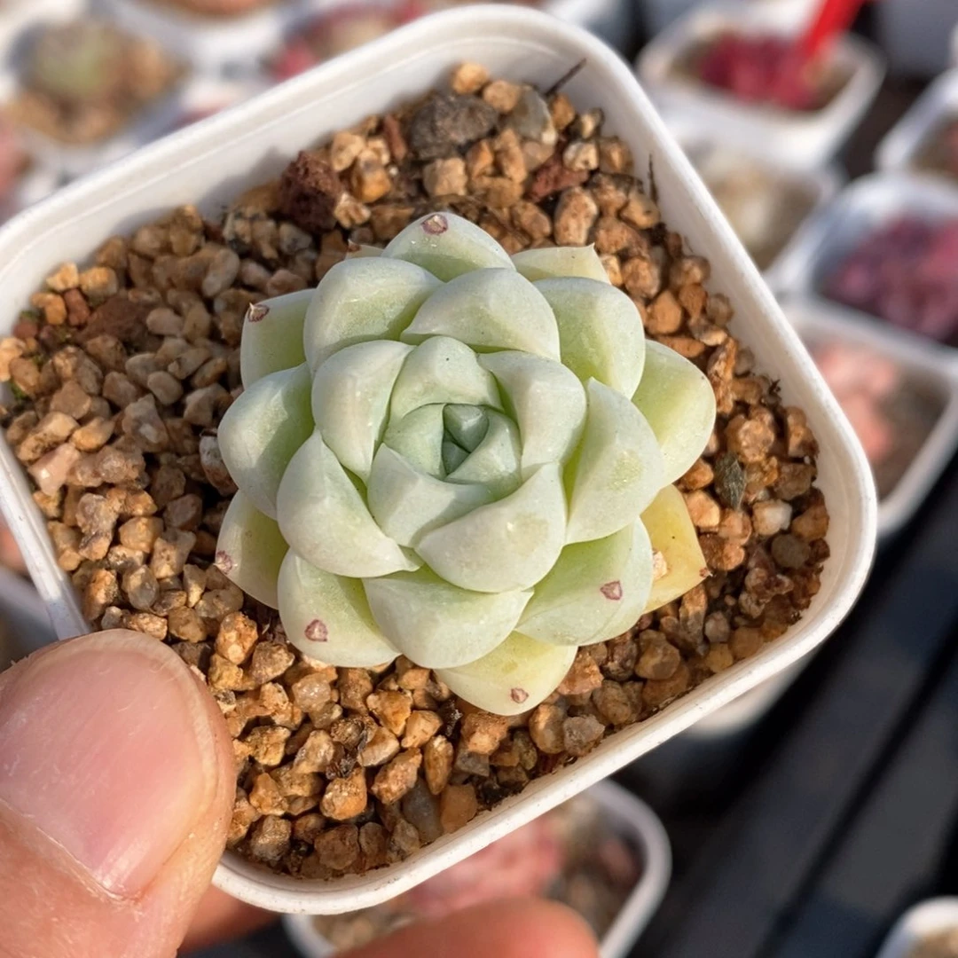 精品多肉一物一拍20