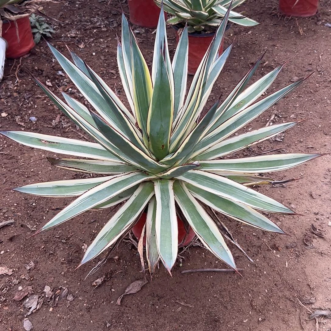 多肉植物蓝光单头