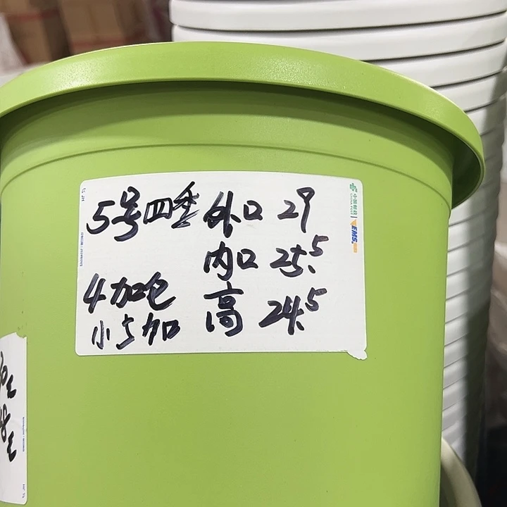 特级5号四季果绿6只无托