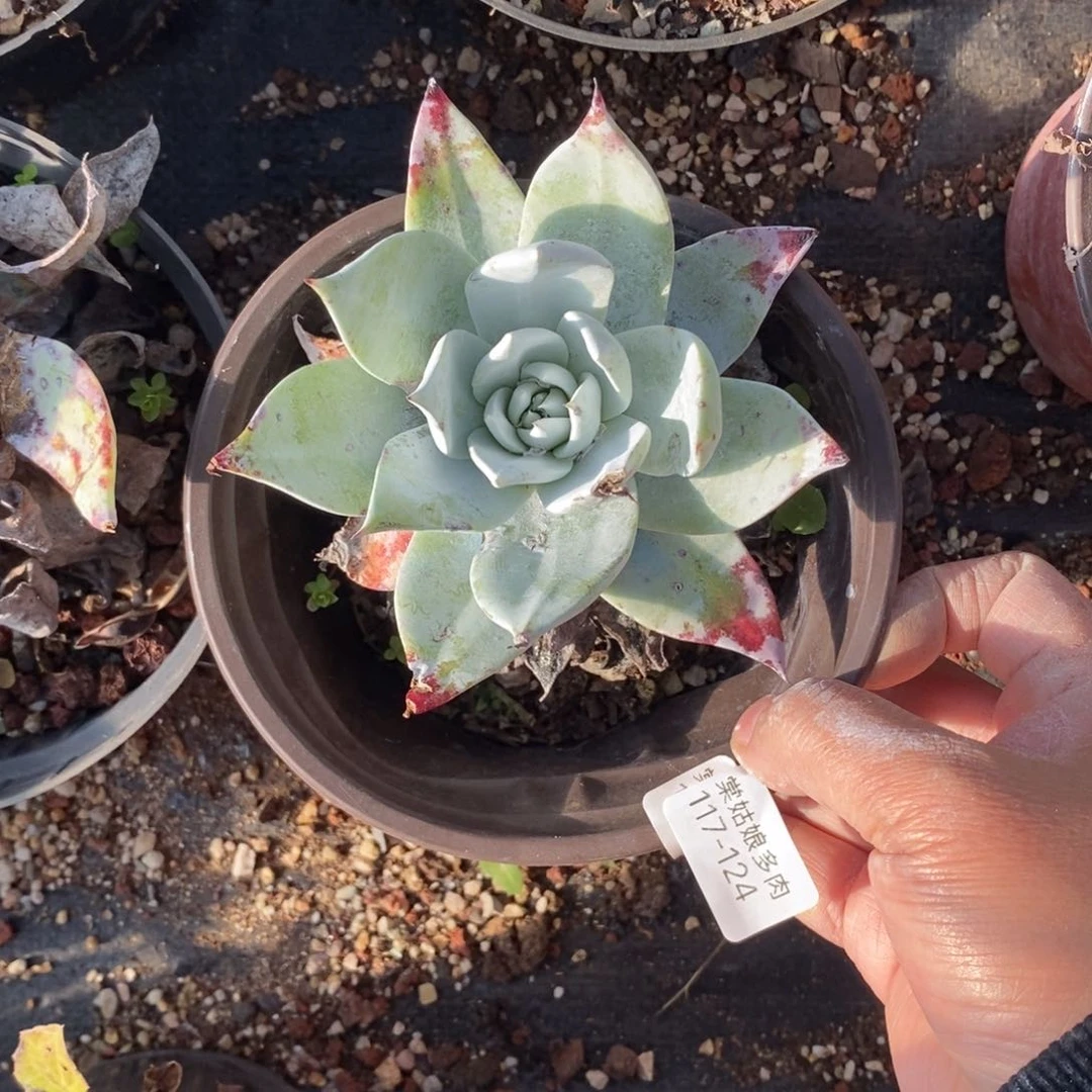 124号普西小可爱呀