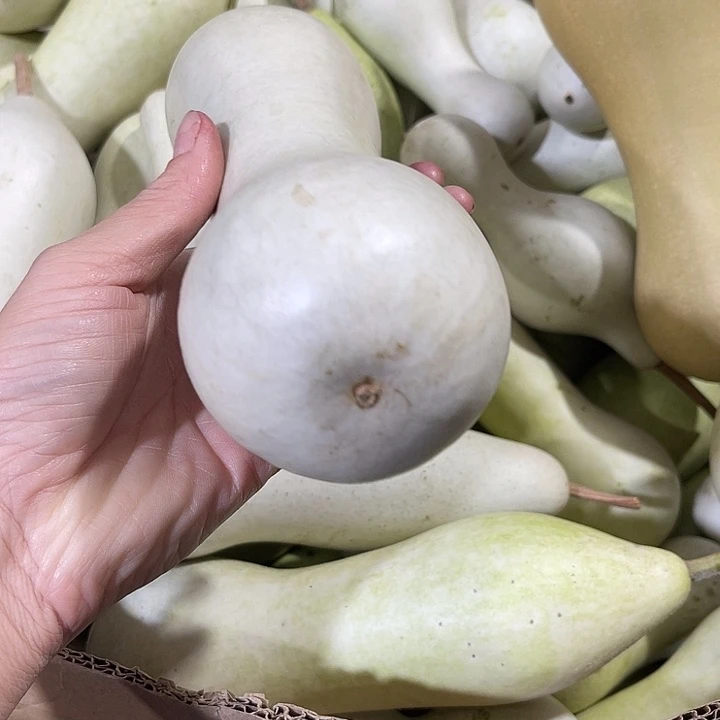 大果紫檀（缅甸花梨）章*哥