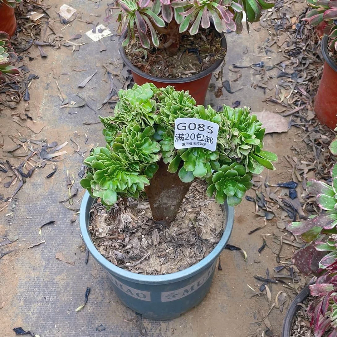 85绿羊绒缀化多肉小损不包