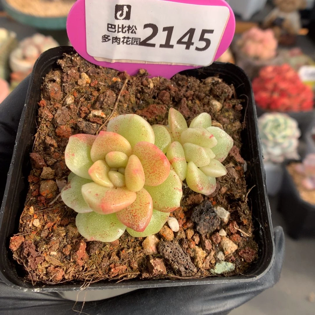 2145 冰玉石化多肉