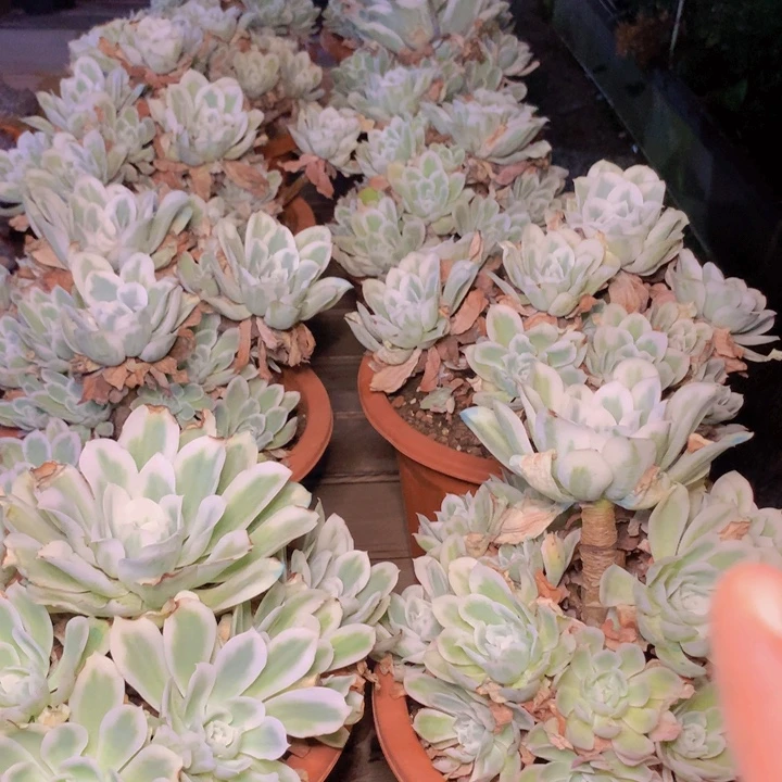 柠檬玫瑰锦大老桩