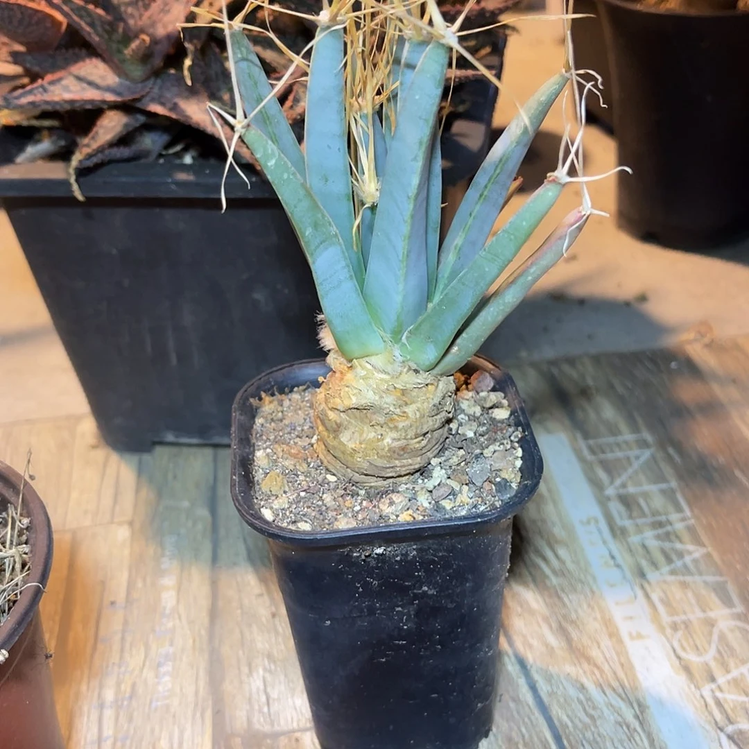 实生光山四大名球之一