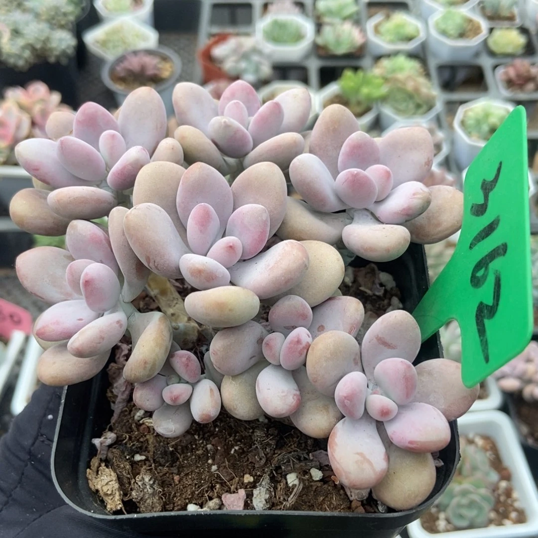 3162桃蛋多肉植物保护