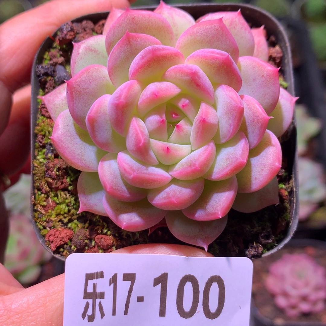 乐然17-100 新品单头
