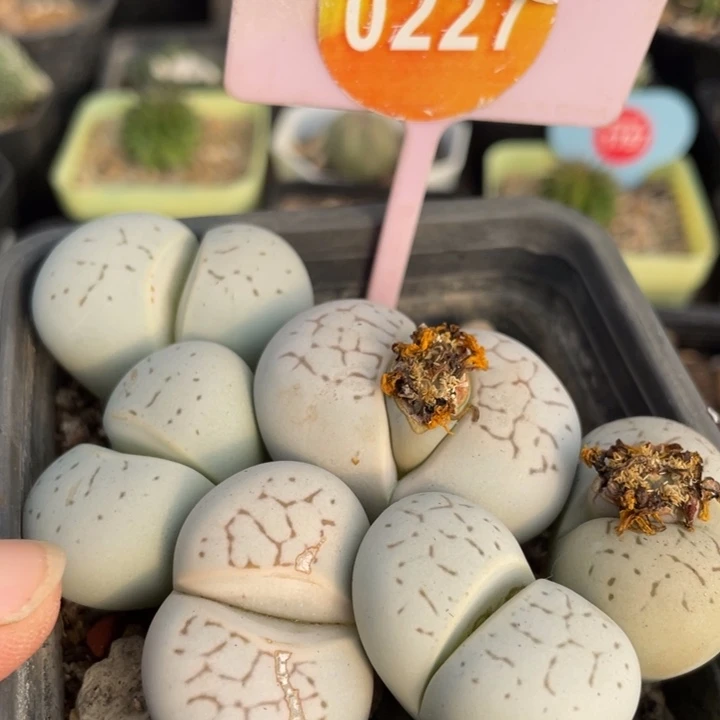 *****生石花0227000000