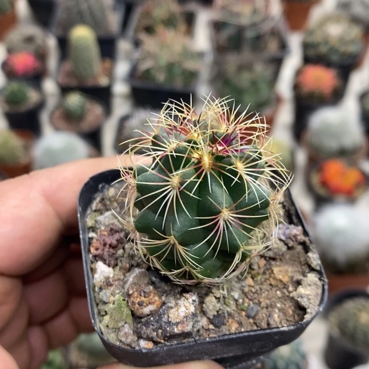 实生密刺大统领特价