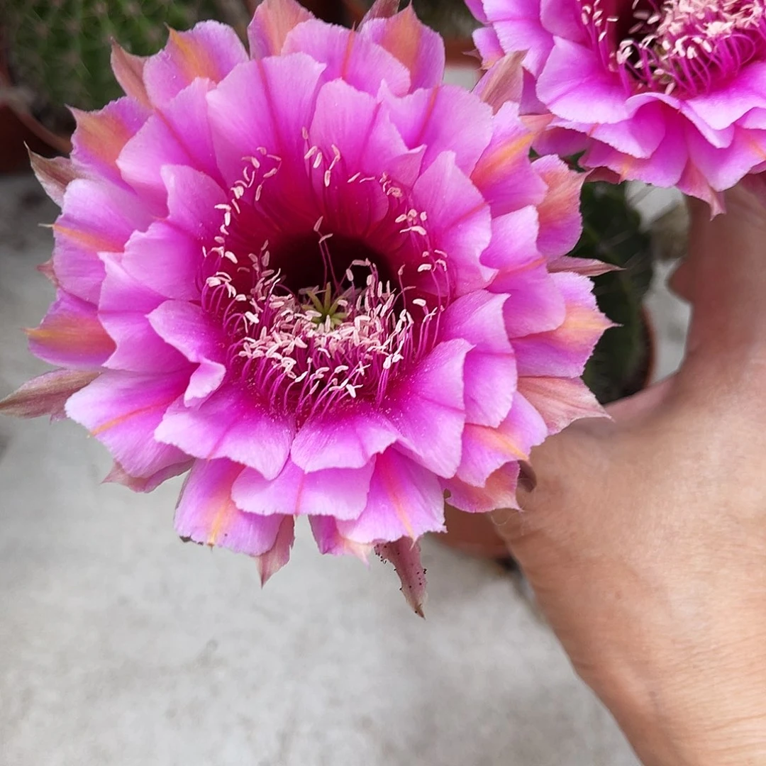 彩草88号7-8公分左右有点干皮