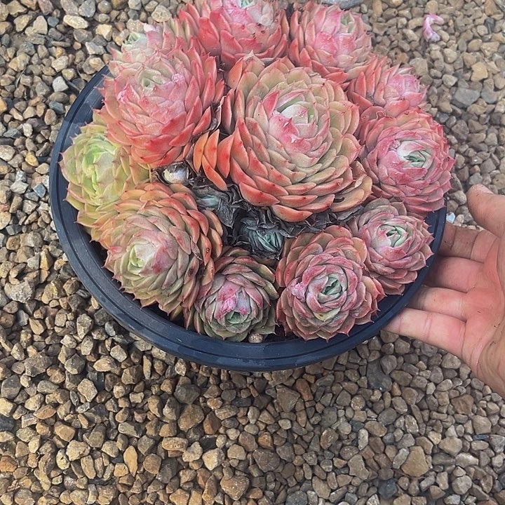 清**魉昂斯诺手捧多肉