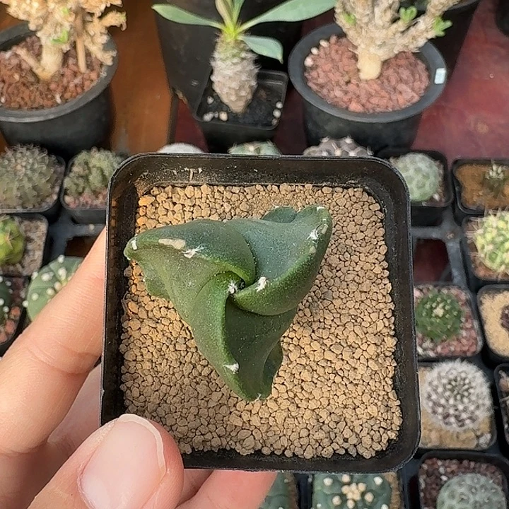 C***蓉三角仙人球123456