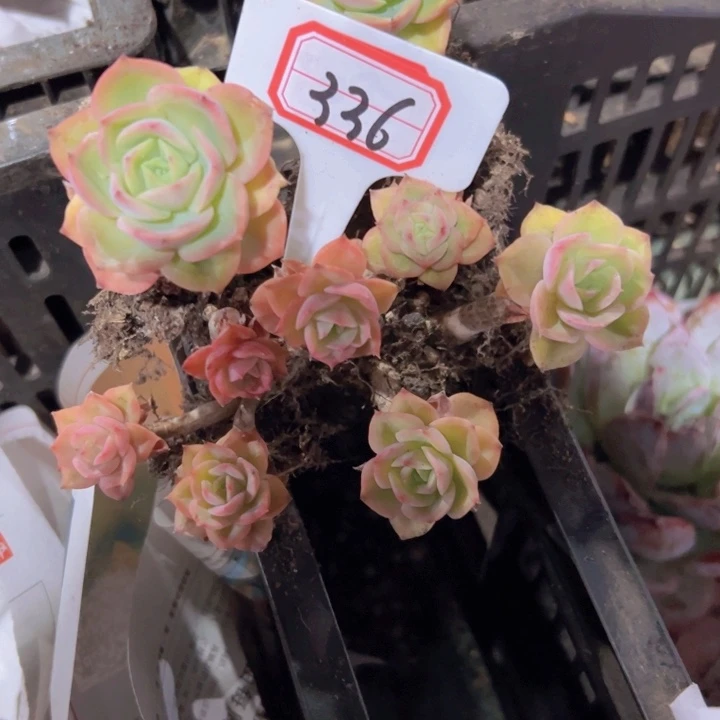 l***儿336辛那塔一物一拍19