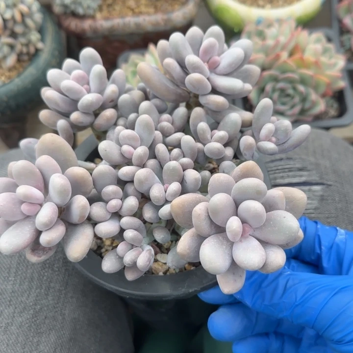 橙雪球老桩多肉五十包邮