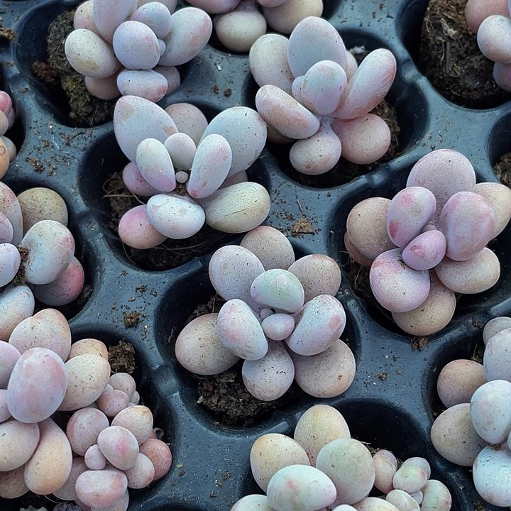 小桃蛋1元带土发