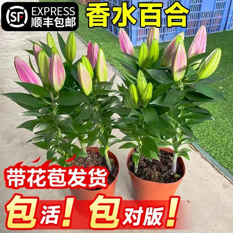 百合花盆栽带花苞室内客厅浓香型花卉香水百合鲜花苗四季开花植物