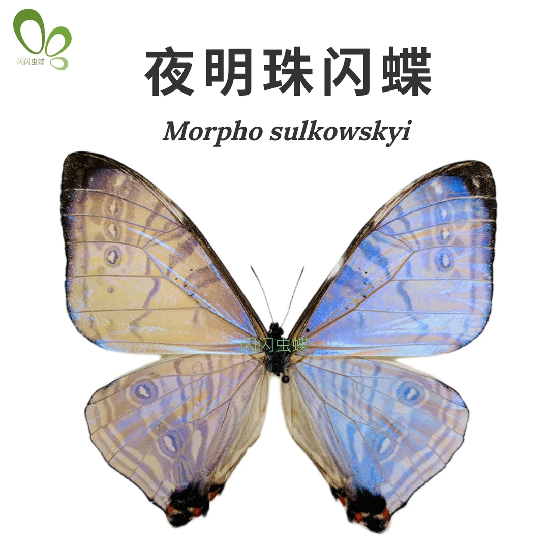 闪闪虫蝶夜明珠闪蝶Morpho sulkowskyi真蝴蝶标本未展翅原蝶A1A-