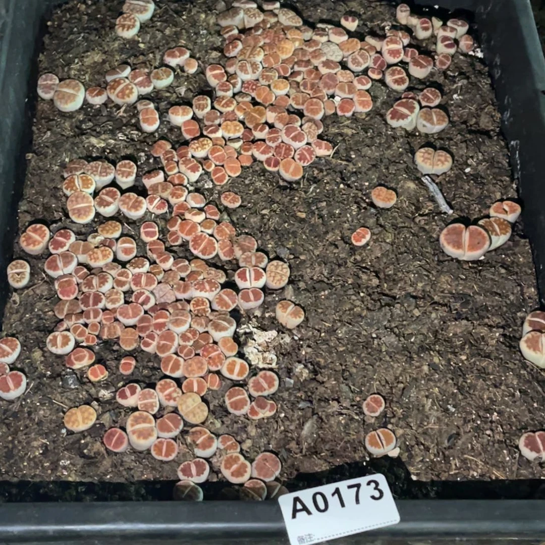 j***80173福利筐1不售后
