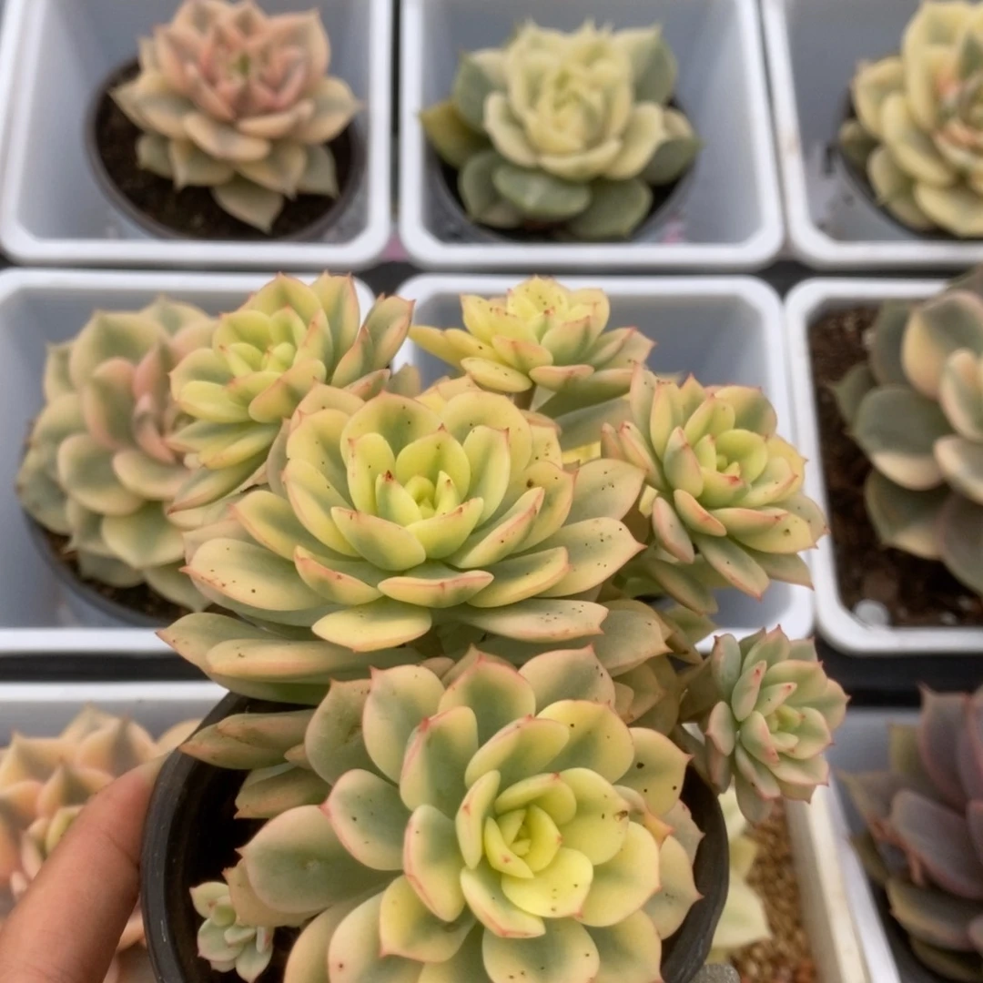 004红化妆锦就是锦锦锦锦锦