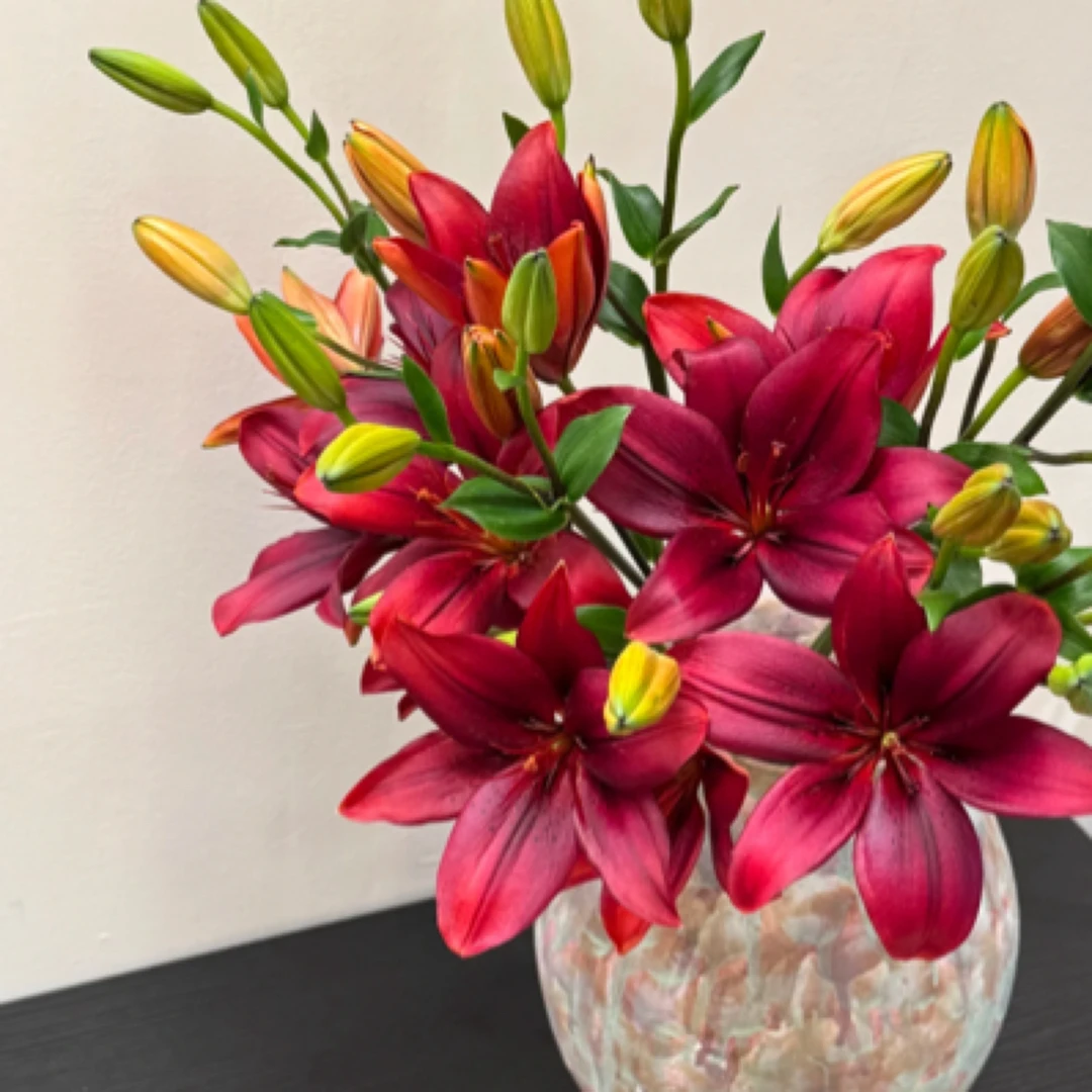【红宝石】稀有亚洲百合，5支，多头