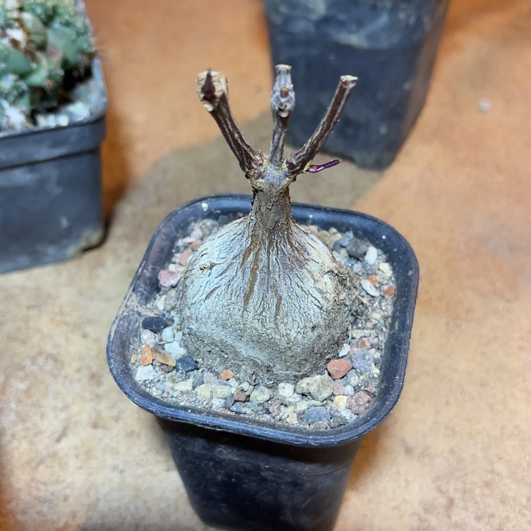 实生紫背萝藦一物一拍