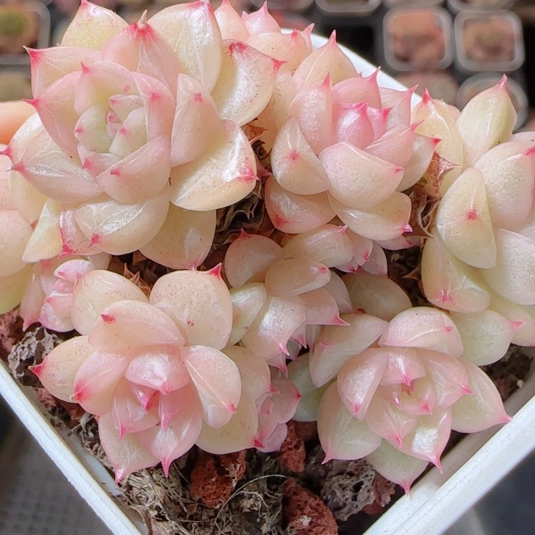 花语多肉1230-30散