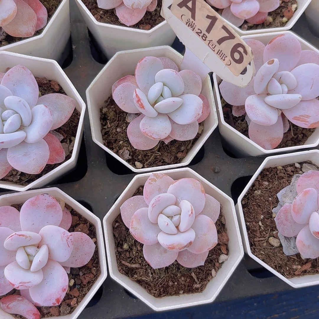 A176粉雪莲一物一拍