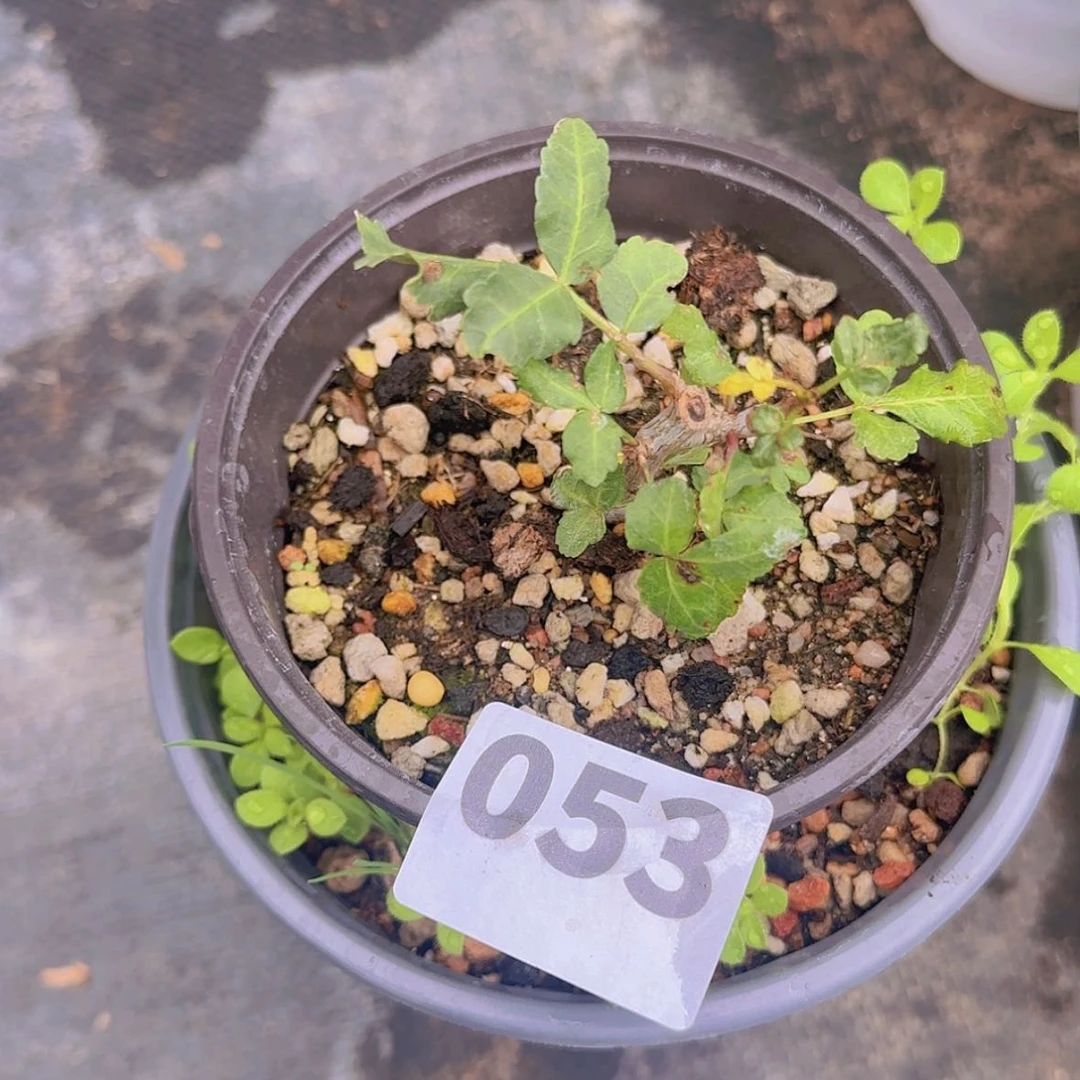 【闪购商品】今***）块根植物