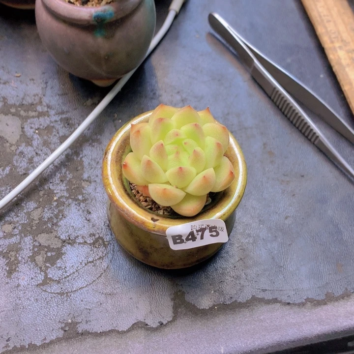 早****一物一拍含盆土满38包邮B475