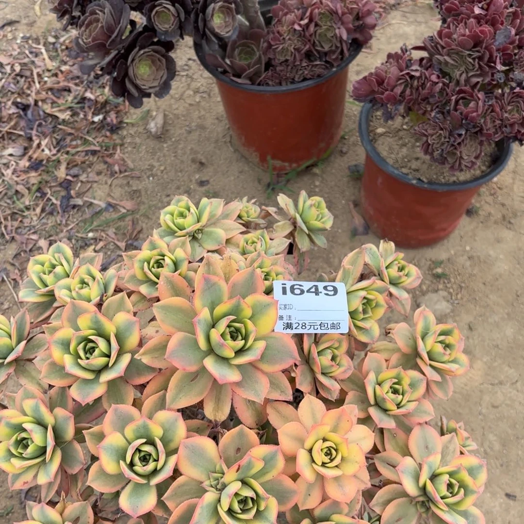 649星报多肉植物