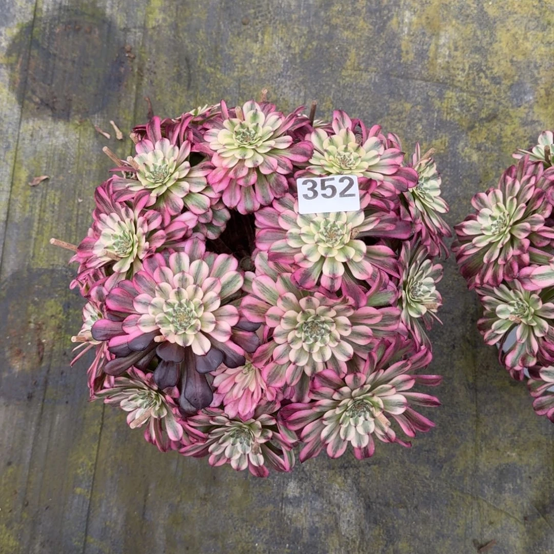 心**艺352！辉煌法师多肉植物